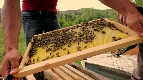 Honeycomb Frame Stock Footage 340649980