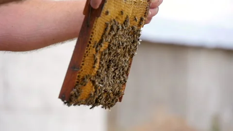 Honeycomb Frame in the Hands of the Beekeeper Stock Footage 135522778
