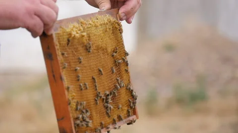 The Honeycomb Frame is Set in the Hive Stock Footage 135498159