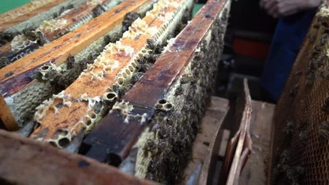 Honeycomb Frames with Bees Stock Footage 340121289