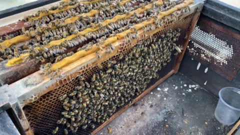 Honeycomb frames with bees producing honey at honey farm Thailand Stock Footage 331751138