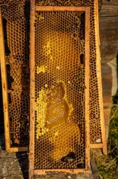 Honeycomb frames filled with honey Stock Photos