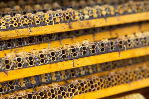 Honeycomb frames full with queen cups in focus. Stock Photos