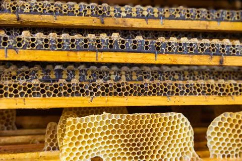 Honeycomb frames full with queen cups. Grafting or royal jelly production Stock Photos