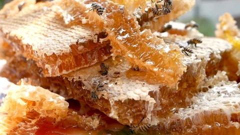 Honeycomb full of fresh organic honey being collected in tray.Apiculture concept Stock Footage