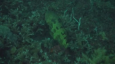 Honeycomb grouper Stock Footage 10737700