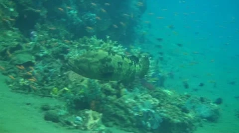 Honeycomb grouper Stock Footage 10737806