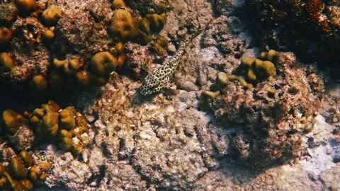 Honeycomb grouper resting on coral reef 動画素材 334411341