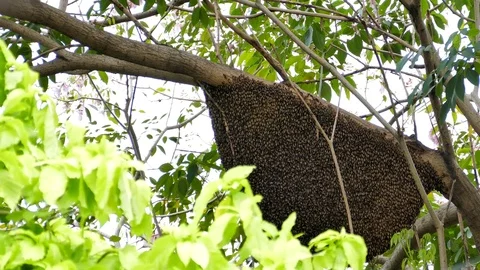 Honeycomb on high tree. Video stock 74413778