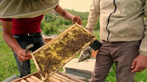Honeycomb Inspection Stock Footage 340649952