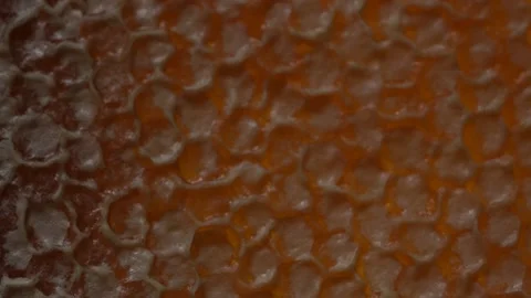 Honeycomb Macro, Tilt Down Stock Footage 167267112