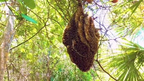Honeycomb Medium Shot on a tree branch 4K Stock Footage 78570913