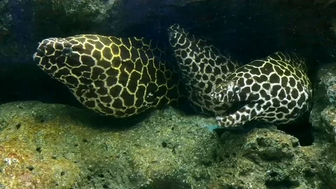 Honeycomb Moray Eel beneath rock rubble Stock Footage 111819435