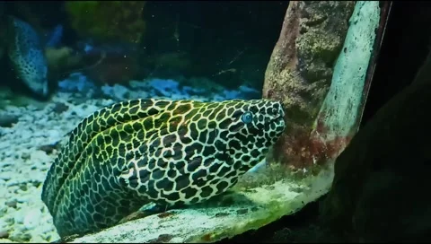 Honeycomb moray eel Stock Footage 232440533