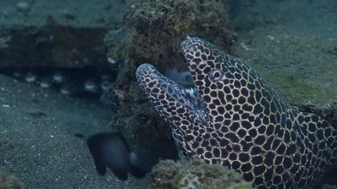 Honeycomb Moray Eel Pair Stock Footage 76203295