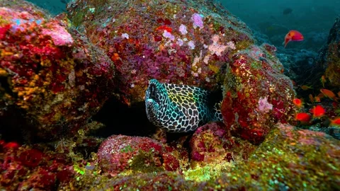Honeycomb Moray Eel Partially Hidden in Vibrant Coral Reef Stock Footage 301032851