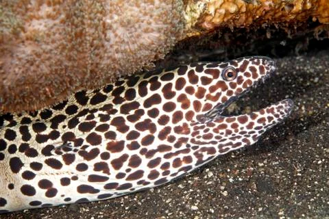 Honeycomb Moray Eel Stock Photos