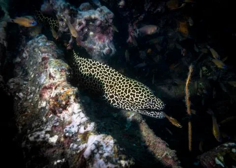 Honeycomb Moray Eel on a sunken ship at night in the Indian ocean Stock Photos