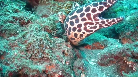 Honeycomb Moray Eel.m2ts Stock Footage 45179835