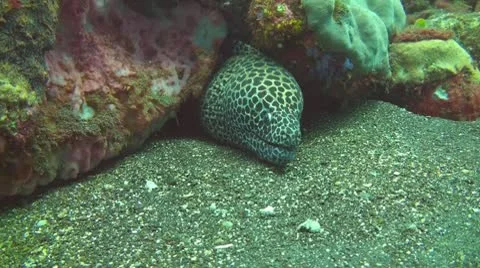 Honeycomb moray Stock Footage 10724435