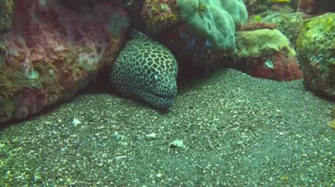 Honeycomb moray Stock Footage 10737282