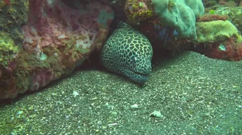 Honeycomb moray Stock Footage 10737292