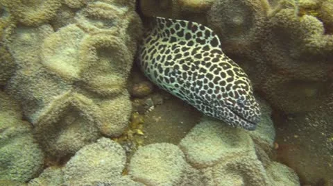 Honeycomb moray Stock Footage 10737308