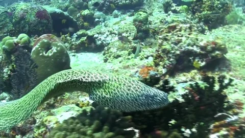 Honeycomb moray Stock-Footage 78579730