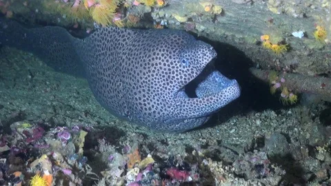 Honeycomb Moray - Philippines Video stock 86633496