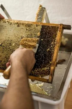 Honeycomb open unwaxing fork beekeeper uncapped for harvest golden delicious  Stock Photos