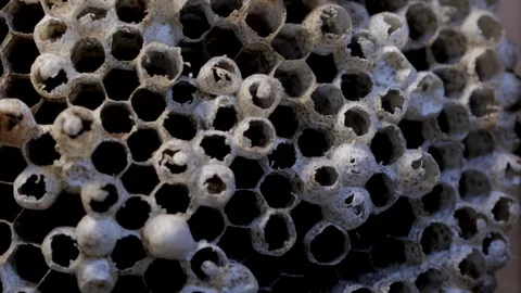 Honeycomb patter close up bee or wasp nest macro view. Hexagon shaped pattern fo Stock Footage 126124214