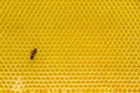 Honeycomb pattern with bee Stock Photos