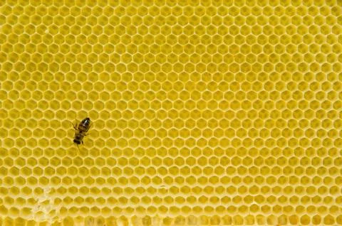 Honeycomb pattern with bee Stock Photos