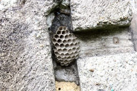 Honeycomb Stock Photos