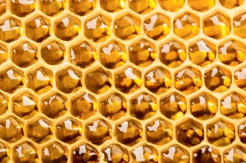 Honeycomb Stock Photos