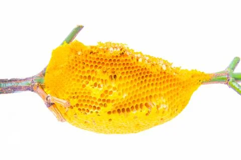 Honeycomb Stock Photos
