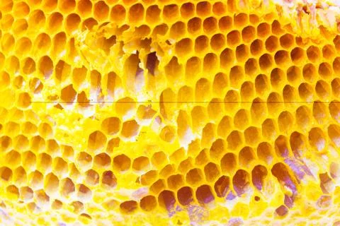 Honeycomb Stock Photos