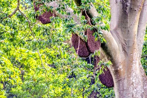 Honeycomb Foto stock