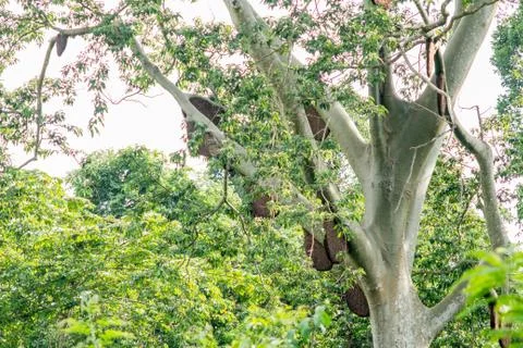 Honeycomb Stock Photos