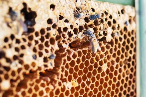 Honeycomb Stock Photos