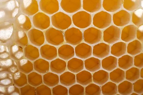 Honeycomb Stock Photos
