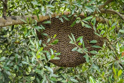Honeycomb Foto stock