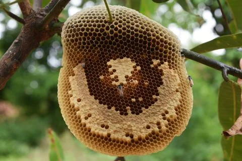 Honeycomb Stock-Fotos