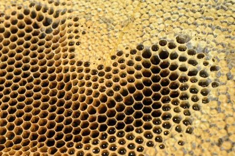 Honeycomb Stock Photos