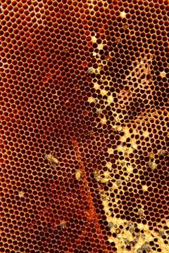 Honeycomb Stock Photos