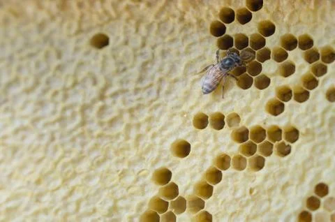 Honeycomb Stock Photos