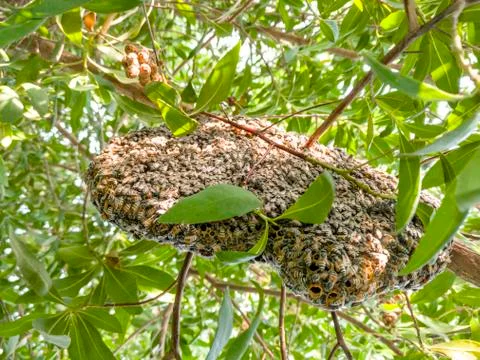 Honeycomb Foto stock