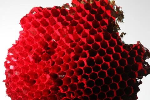 Honeycomb Foto stock