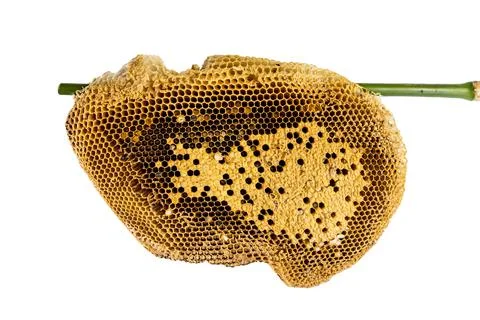 Honeycomb Foto stock