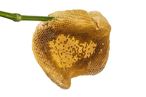 Honeycomb Foto stock